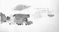 Polyporus mucidus image